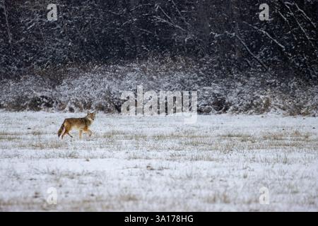 Ein einsamer Kojote trabt im Winter durch ein schneebedecktes Feld in einen Wald Stockfoto