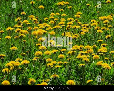 Frühlingsstimmung, Bienen im Löwenzahn Stockfoto