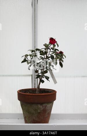 Übergossene antike Rosenpflanze auf Gewächshausregal Stockfoto