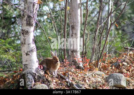 Ein Schneeschuhhase, der aus dem Wald blickt Stockfoto