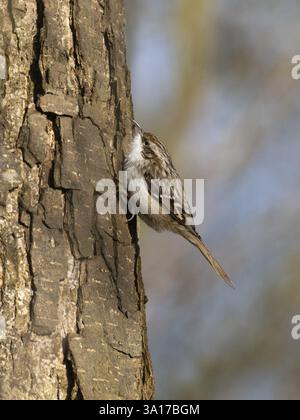 Baumkriecher (Certhia familiaris), auf einem Baumstamm, Insektensuche, Hessen, Deutschland, Europa Stockfoto