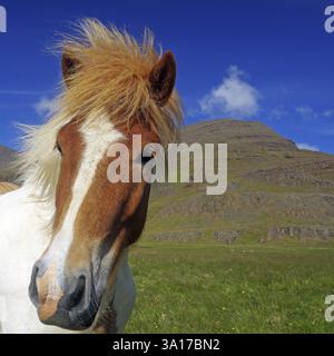 Nahaufnahme eines isländischen Pferdes vor einer Berglandschaft und blauem Himmel, Stykkisholmur, Snaefelsnes, Island, Europa Stockfoto