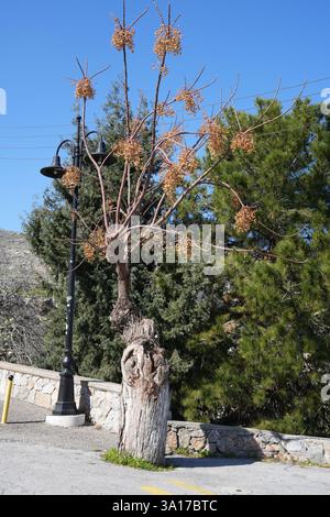 Melia Azedarach oder Chinaberry Tree auf Rhodos. Stockfoto