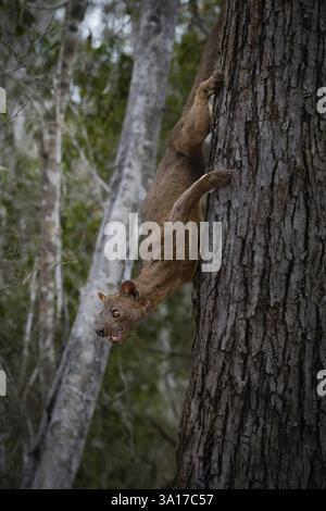 Fossa (Cryptoprocta ferrox) in den trockenen Wäldern des Kirindy-Waldes im Westen Madagaskars Stockfoto
