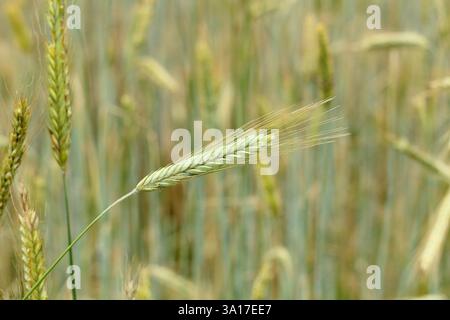 Hordeum vulgare. Gerste, ein Getreidekorn, wächst und reift in einem Suffolk-Feld, Großbritannien. Stockfoto