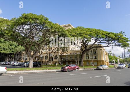 Monkeypod Samanea saman Tree Hawaii Stockfoto