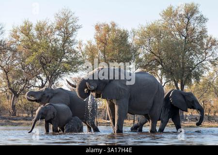 Afrikanische Buschelefanten, Moremi Game Reserve, Okavango Delta, Botswana Stockfoto