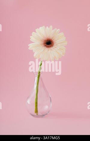 Weiße Gerbera Gänseblümchenblume in einer Vase auf pastellrosa Hintergrund. Minimales Frühlings- und Sommerkonzept. Blumenästhetik. Stockfoto