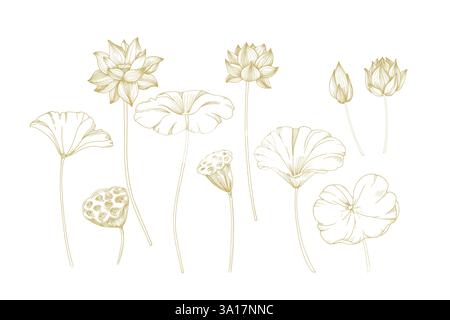 Lotus Gold Blumen und Blätter Set von Vektor Illustration Hand gezeichnet Stock Vektor