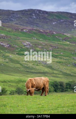 Hochlandkühe weiden auf einer rauen Weide nahe Kinloch Rannoch in den schottischen Highlands. Schottland, Großbritannien. Stockfoto