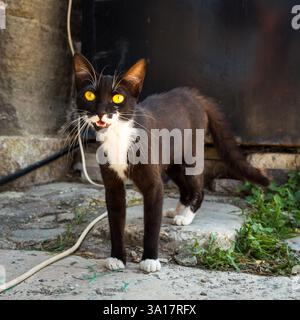 Kleine schwarz-weiße Smoking Katze mit weißen Pfoten und auffälligen gelben Augen miauen in Kos Stadt, Insel Kos, Griechenland Stockfoto