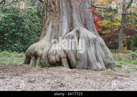 Riesenmammutbaum. Wellingtonia. In englischer Parklandschaft, Sussex, England. Stockfoto