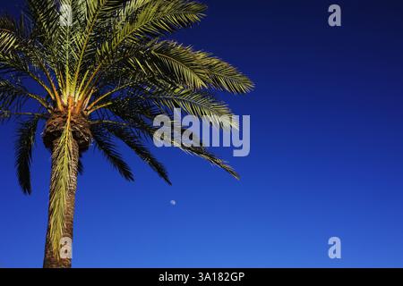 Palmen gegen blauen Himmel und Mond Stockfoto