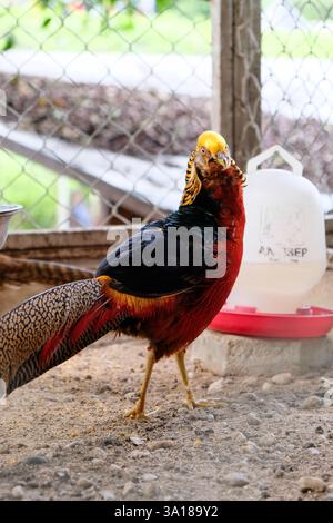 Schöne Farbe des goldenen Fasans, auch bekannt als der chinesische Fasan oder Regenbogenfasan. Stockfoto