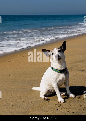 Wet Jack Russell Terrier liegt am Sandstrand mit blauem Himmel und Meer in der Ferne Stockfoto