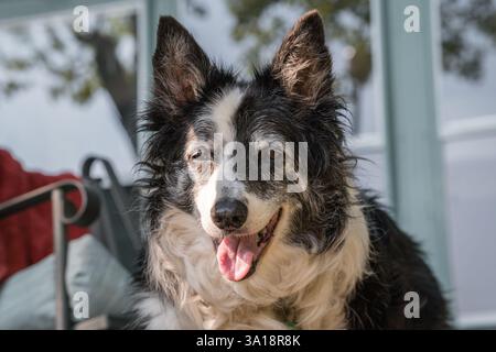 Senior Border Collie, der keucht, als lächle sie Stockfoto