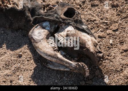 Nahaufnahme des Kopfes eines toten Pferdes, das in der Wüste verfällt. Stockfoto