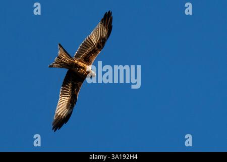Red Kite fliegt in voller Streckung mit Sonne unter den Flügeln vor klarem blauem Himmel Stockfoto