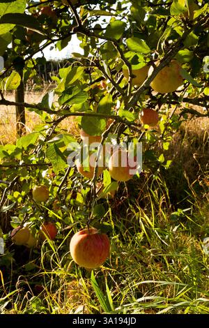 Äpfel wachsen auf einem Baum Stockfoto
