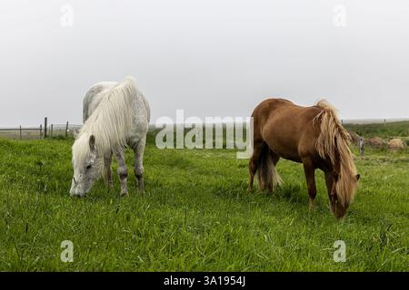 Islandpferde auf grüner Weide in island am nebeligen Tag Stockfoto