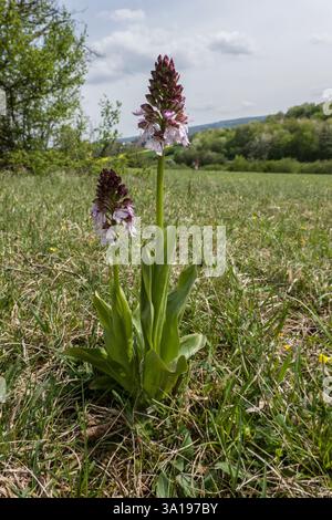 Purple Orchidee (Orchis purpurea) - blühende Pflanze, Nordrhein-Westfalen, Deutschland Stockfoto