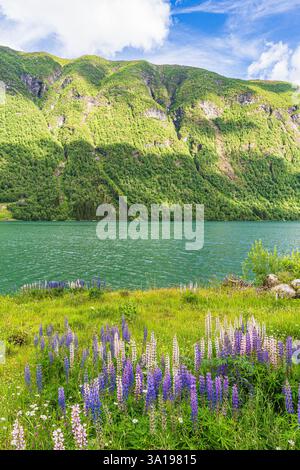 Blick über den Fjaerlandfsjord in Norwegen. Stockfoto