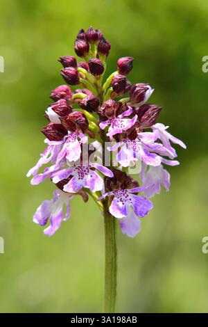Orchis purpurea Pflanze in Frühlingsblüte Stockfoto