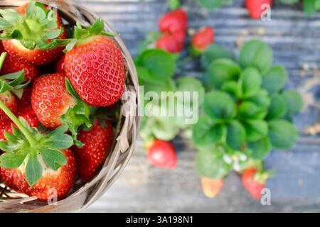 Frische Erdbeeren in einem Korb mit grünen Blättern. Ein verschwommener Hintergrund zeigt Erdbeerpflanzen und reife Früchte, die auf dem Boden verstreut sind. Stockfoto