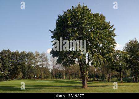 Golfplatz bei Sonnenuntergang Stockfoto