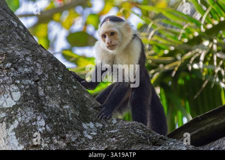 Kapuzineraffe mit weißem Gesicht im tropischen Wald Stockfoto