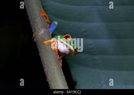 Roäugiger Baumfrosch klettert nachts im Regenwald auf eine Pflanze Stockfoto