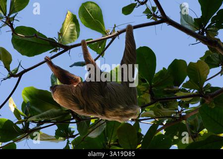 Faultier hängt an einem Baumzweig Stockfoto