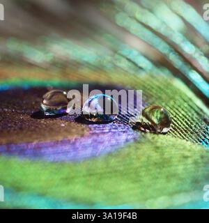 Reflektierende Wassertropfen, wie Perlen, auf Pfauenfedern, Makroaufnahme Stockfoto