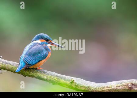 Kingfisher (Alcedo atthis) sitzt auf einem Zweig. Stockfoto