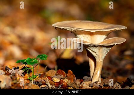 Pilze auf dem Herbstwaldboden im Naturschutzgebiet Mönchbruch Stockfoto