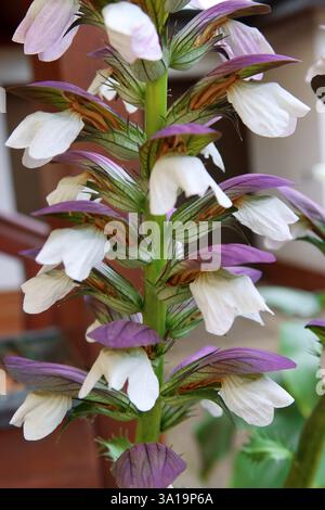Balkan Hogweed oder Balkan Bärenpfote Stockfoto