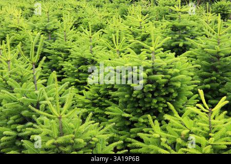 Weihnachtsbaum-Plantage Stockfoto
