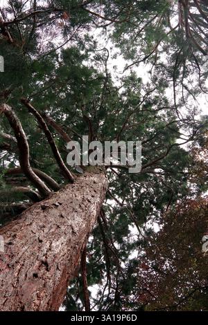 Mächtiger Wald von unten Stockfoto