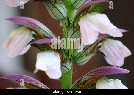 Balkan Hogweed oder Balkan Bärenpfote Stockfoto