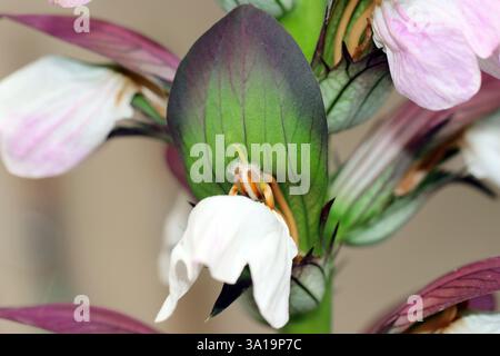 Balkan Hogweed oder Balkan Bärenpfote Stockfoto