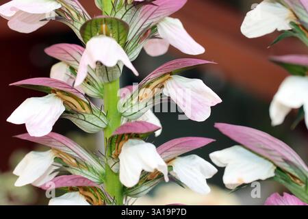 Balkan Hogweed oder Balkan Bärenpfote Stockfoto