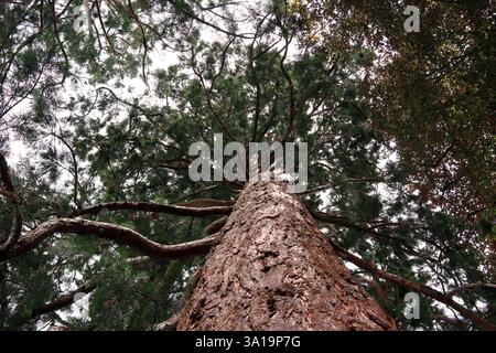 Mächtiger Wald von unten Stockfoto