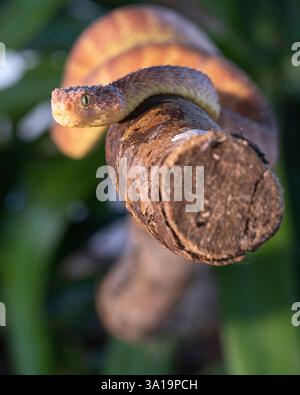 Nahaufnahme der Blattviper (Atheris squamigera) Stockfoto