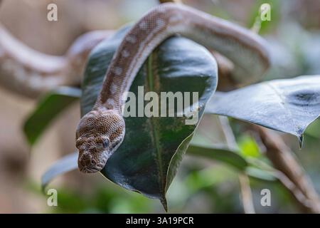 Nahaufnahme des zentralaustralischen Teppichs Python (Morelia bredli) Stockfoto