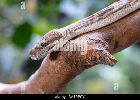 Nahaufnahme des zentralaustralischen Teppichs Python (Morelia bredli) Stockfoto