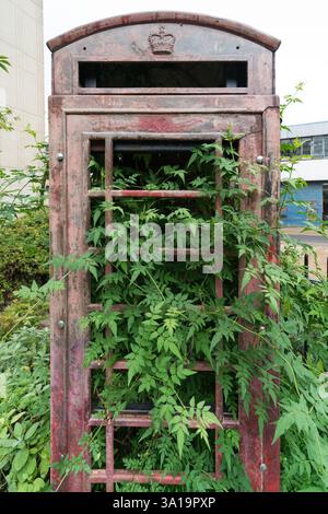 Verlassene britische Telefonzelle, mit Vegetation bewachsen, wahrscheinlich in London. Pflanzen verbergen die Struktur. Stockfoto