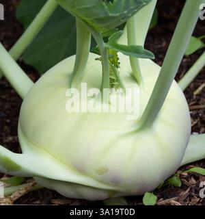 Erntezeit, Nahaufnahme von Rübenkohl, bereit zur Ernte Stockfoto