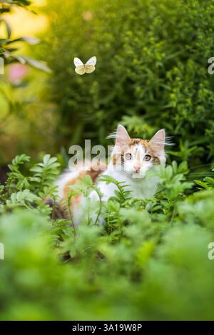 Niedliches Kätzchen, das im Gras im Sommergarten sitzt und den weißen Schmetterling beim Fliegen beobachtet Stockfoto