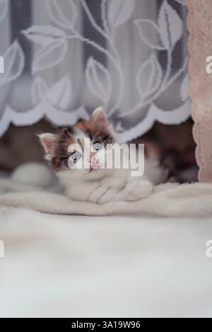 Niedliches flauschiges Kätzchen, das auf weißem Boden liegt und verspielt aussieht Stockfoto