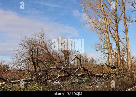 Sturmschäden im Auenwald an der Amper bei Pillhofen, Oberbayern Stockfoto